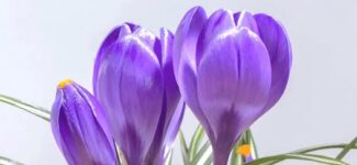 З Міжнародним жіночим днем!